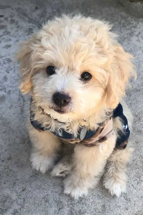 Maltipoo Price in India Maltipoo Adult, Maltipoo Haircut Styles, White Maltipoo, Cute Maltipoo, Teacup Maltipoo, Puppy Dog Pictures, Maltipoo Dog, Cute Small Dogs, Very Cute Puppies