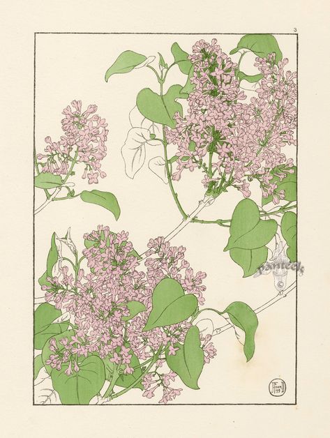 The Lilac - Jeannie Foord - "Decorative Flower Studies", Pochoir Prints, 1901. App Ikon, Arte Peculiar, Bedroom Wall Collage, Picture Collage Wall, Photo Wall Collage, Vintage Poster Art, Botanical Drawings, Art Collage Wall, Picture Collage