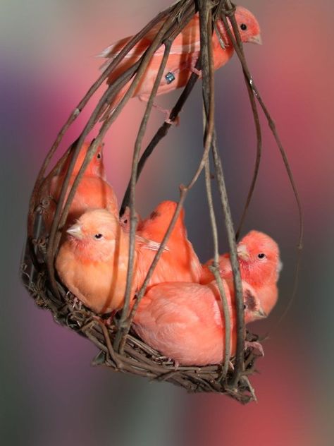 Dishfunctional Designs: Palette: Coral Repurposed Art, Baby Birds, Kinds Of Birds, Exotic Birds, Pretty Birds, Quarter Horse, Colorful Birds, Bird Nest, Little Birds