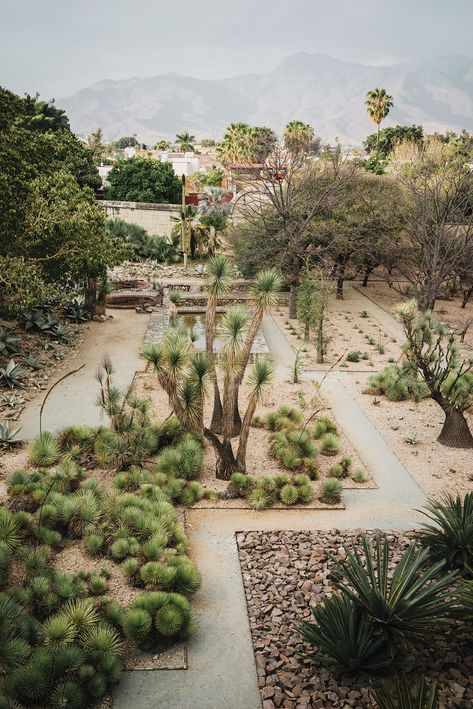 Dessert Landscaping, Francisco Toledo, Xeriscape Landscaping, Desert Resort, Drought Tolerant Garden, Arizona Landscape, Desert Botanical Garden, Landscaping Inspiration, California Garden