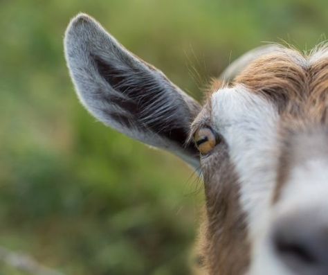 Baby Pygmy Goats, Goats Pygmy, Goat Ears, Baby Goats Pygmy, Backyard Goats, Goat Health, Pygmy Goats, Homesteading Animals, Dnd Druid