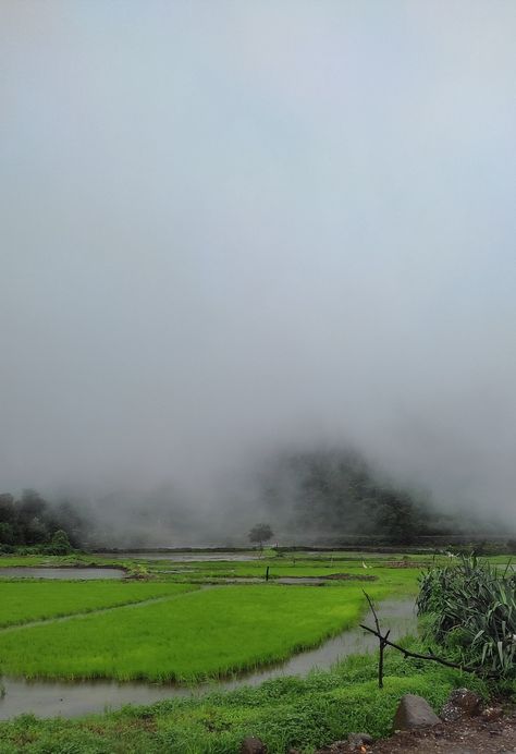 Malshej ghat Kasara Ghat, Malshej Ghat, Rice Fields, Rice, Quick Saves