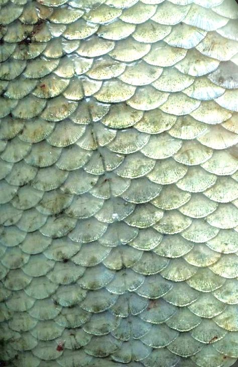 Mermaid Tail Texture, Merfolk Anatomy, Fish Skin Pattern, Fish Moodboard, Fish Skin Texture, Siren Scales, Fish Texture, Fish Gills, Fish Scale Texture