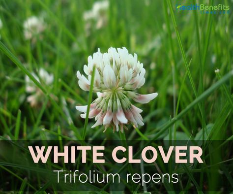 White Clover Facts and Health Benefits White Clover Tincture, White Clover Flower, Herbs Remedies, Folk Remedies, Edible Weeds, Saving Seeds, Clover Plant, Food Foraging, Wild Foraging