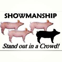 Show Pig Quotes Showing Pigs, Pig Quotes, Show Pigs, Pigs Quote, Livestock Quotes, Livestock Judging, 4h Projects, Pig Showing, Mom Clothing