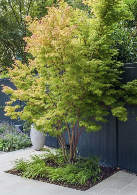 Japanese Maple Tree Landscape, Maple Tree Landscape, Japanese Garden Backyard, Green Therapy, Designing A Garden, Beautiful Gardens Landscape, Town Garden, Prairie Planting, Orchard Garden