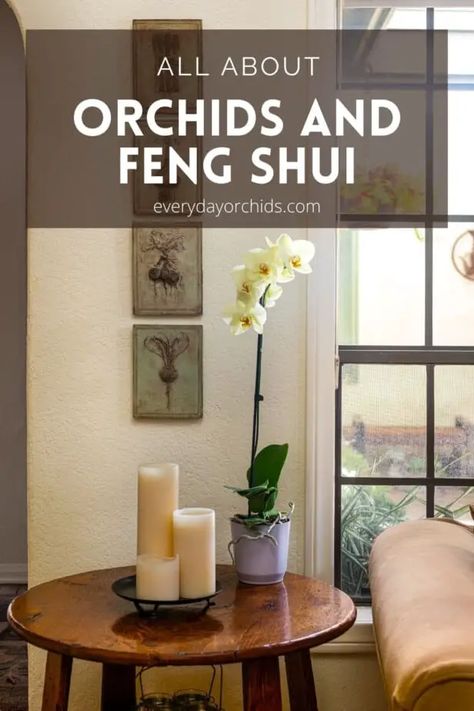 How to Use Orchids to Improve Your Home's Feng Shui - Everyday Orchids Looking After Orchids, Orchid Propagation, Feng Shui Plants, Oncidium Orchids, Feng Shui Energy, Feng Shui House, Different Types Of Flowers, Feng Shui Tips, Orchids Garden