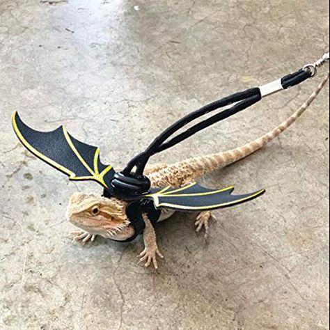 Bearded Dragon Wings, Bearded Dragon Harness, Bearded Dragon Clothes, Leather Wings, Bearded Dragon Cute, Little Dragon, Dragon Wings, Dog Shoes, Dog Leads