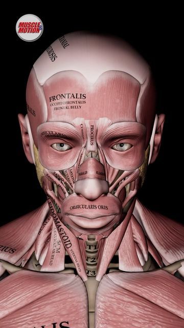 Facial Muscles Anatomy, Upper Limb Anatomy, Body Muscle Anatomy, Skeleton Muscles, Human Skeleton Anatomy, Human Muscle Anatomy, Sistem Saraf, Anatomy Bones, Motion App