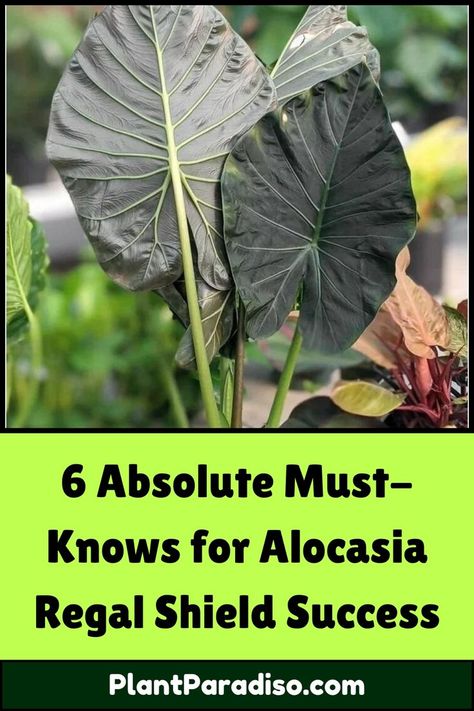 Alocasia Regal Shield Success Alocasia Regal Shields, Alocasia Plant, The Soil, Plant Care, The Crown, Indoor Plants, Soil, Crown, Plants