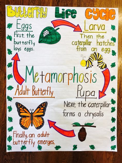 Butterfly life cycle anchor chart Life Cycle Anchor Chart, Butterfly Life Cycle Preschool, Life Cycles Kindergarten, Life Cycles Preschool, Butterfly Lessons, Life Cycle Of A Butterfly, Cycle Of A Butterfly, Life Cycle Craft, Insects Preschool