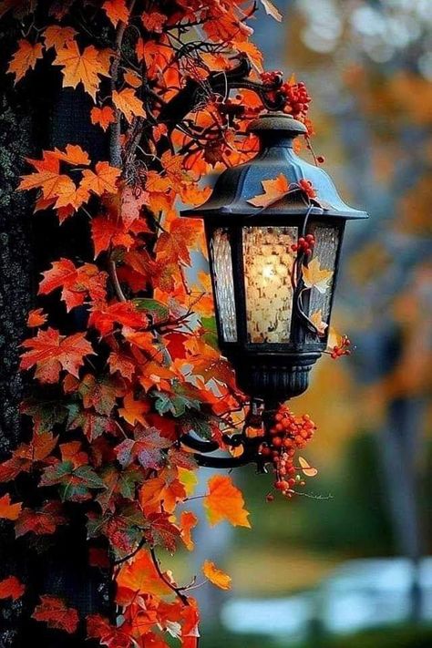 Fall Outdoors Nature, Fall Foliage Photography, Fall Season Pictures, Autumn Lantern, Outdoor Fall Decor Ideas, Fall Wallpapers, Autumn Wallpaper, Autumn Illustration, Autumn Magic