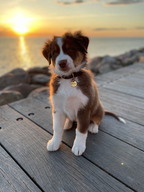 Red Tri Australian Shepherd Puppy, Border Aussie Dogs, Brown Australian Shepherd Puppy, Kaylee Core, Brown Australian Shepherd, Cut Dogs, Aussie Puppy, Beautiful Dog Breeds, Aussie Shepherd