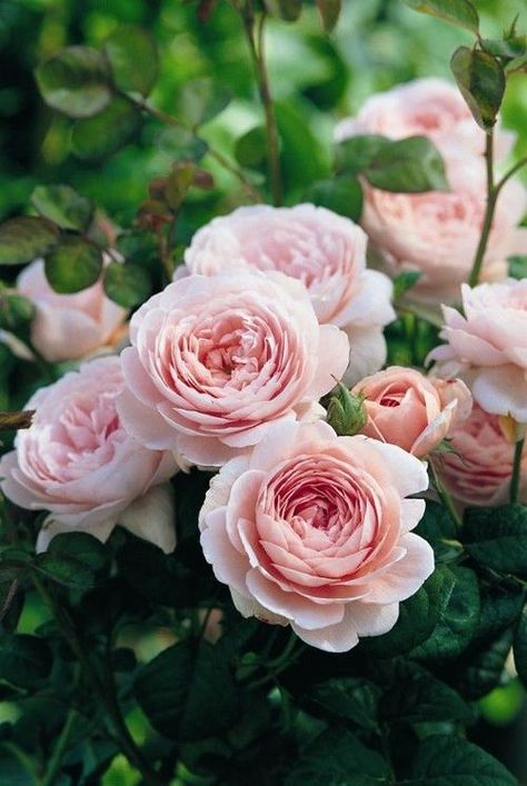 inlovewithlovealways - Tumblr Queen Of Sweden Rose, Queen Of Sweden, Hgtv Garden, نباتات منزلية, Austin Rose, Rose Queen, Natural Flowers, Have Inspiration, David Austin Roses