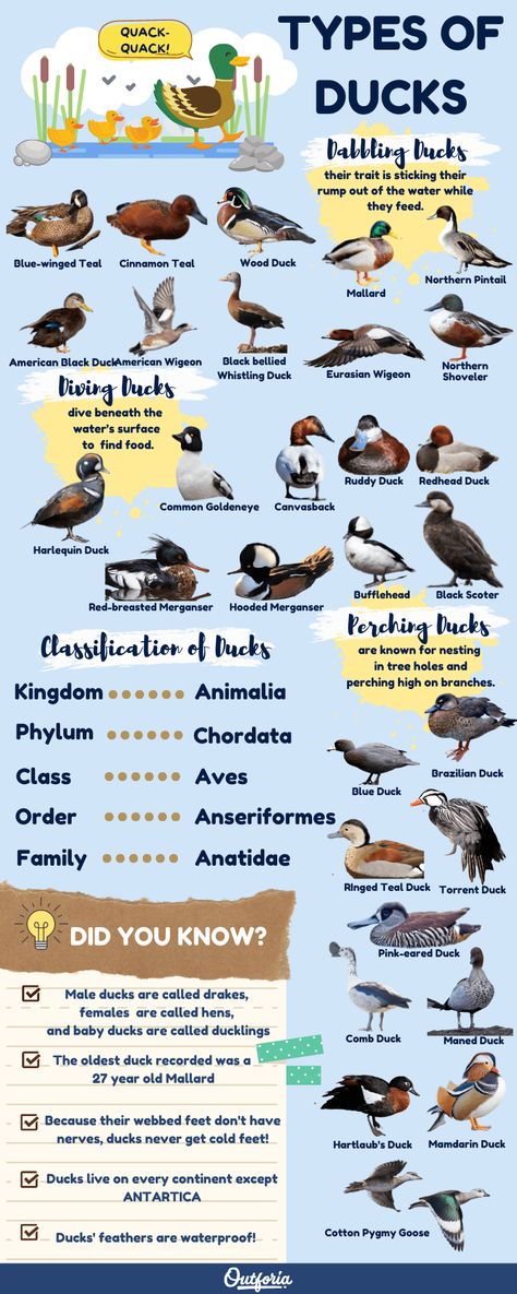 Duck Breeds For Eggs, Types Of Ducks Chart, Types Of Deer Chart, Duck Identification, Cooler Stickers, Facts About Ducks, Bird Species Chart, Migration Birds, Duck Notebook