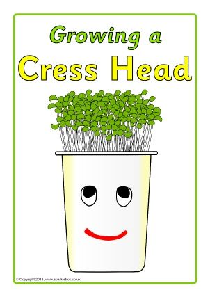 View Preview Cress Heads, Plants Activities, Science Plants, Sunflower Life Cycle, Cycle Pictures, Plants Worksheets, Eyfs Ideas, Gardening Club, Spring Themes