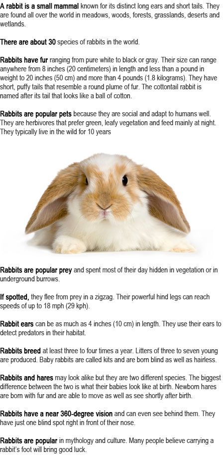 Rabbit facts for kids http://firstchildhoodeducation.blogspot.com/2013/09/rabbit-facts-for-kids.html 4h Bunny Project, Rabbit Knowledge, Small Pets For Kids, Rabbit Tips, Rabbit Health, Rabbit Facts, Bunny Activities, Rabbit Behavior, Brave Writer