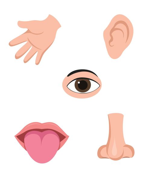 Five senses vector clipart set Body Parts Theme, Labeling Kindergarten, Free Printable Clip Art, Senses Preschool, Body Parts Preschool, Classroom Clipart, Panda Drawing, School Images, 5 Senses