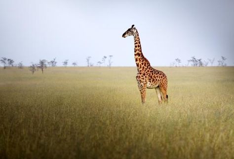 Science Explains Why the Giraffe Has Such a Long Neck Grassland Animals, Savanna Biome, Grassland Biome, Ecosystems Projects, Grassland Habitat, Giraffe Photos, Animal Habitats, Biome, Giraffes