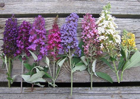 Strange Flowers, Garden Basket, Backyard Flowers, Butterfly Bush, Black Knight, Pollinator Garden, Flower Spike, Garden Oasis, Peach Cobbler