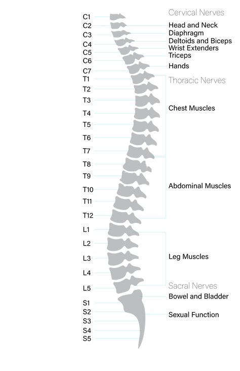 Anatomy of the Spinal Cord - Praxis Spinal Cord Institute Spinal Cord Anatomy Drawing, Spinal Cord Drawing, Spinal Column, Medical Art, Spinal Cord, Med School, Abdominal Muscles, Head And Neck, Nerve