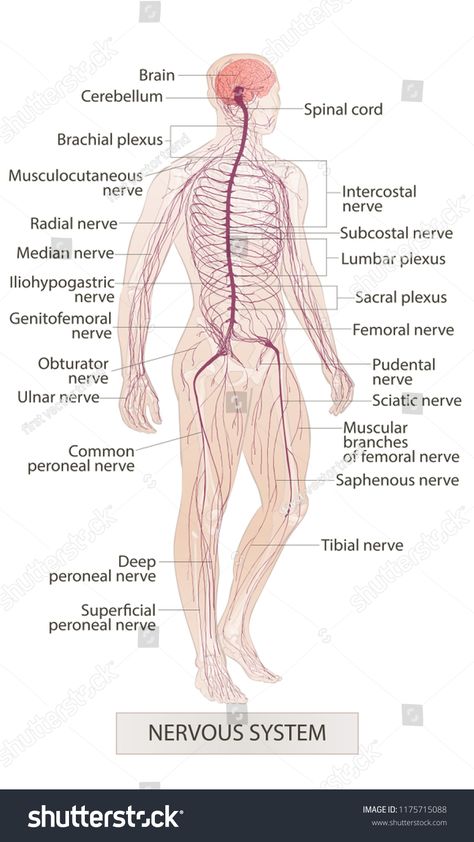 Human body parts. Nervous system. Man anatomy. Hand drown vector sketch illustration isolated #Ad , #spon, #Nervous#system#Man#Human Apologia Anatomy, Nervous System Anatomy, Human Respiratory System, Human Nervous System, Human Body Organs, Basic Anatomy And Physiology, Man Anatomy, Human Body Anatomy, Human Body Parts