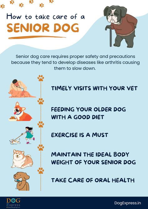 senior dog care Senior Dogs Care, Pet Room, Funny Talking, Hyper Dog, Dog Tricks, Dog Quotes Love, Ideal Body Weight, Dog Jokes, Fun Brain