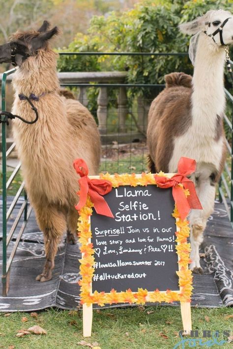 Cusco Wedding, Wedding Llamas, Cajun Wedding, Alpaca Wedding, Reception Checklist, Llama Wedding, Wedding Animals, Skylands Manor, Wedding Reception Checklist