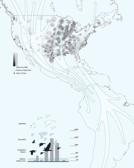 Bird Diagram, Bird Migration Map, Migration Art, Birds Migration, Architecture Diagrams, Landscape Diagram, Interesting Maps, Scientific Poster, Architecture Mapping