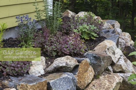 Sedum 'Firecracker' ...  stock photo by Perry Mastrovito, Image: 1546660 Sedum Firecracker, Astrantia Major, Harvesting Herbs, Wild Flower Meadow, Pool Water Features, Window Box Flowers, Sea Holly, Garden Nursery, Plant Photography