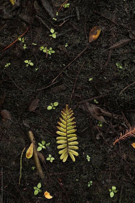 Earth Soil Aesthetic, Earth Element Photography, Old Growth Forest Aesthetic, Forest Floor Aesthetic, Earth Aesthetic Element, Firbolg Aesthetic, Earth Asethic, Earth Powers Aesthetic, Earth Element Art