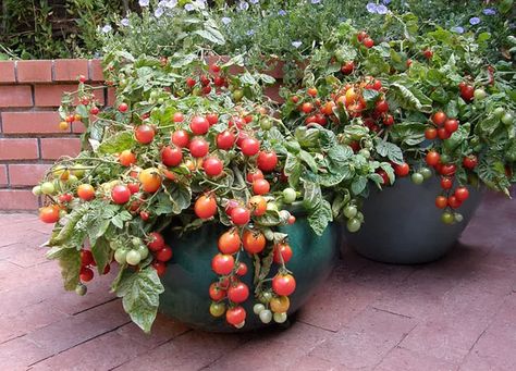 Patio Tomatoes, Tanaman Tomat, Growing Cherry Tomatoes, Tomatoes In Pots, Pot Gantung, Small Flowering Plants, Bean Varieties, Growing Tomatoes In Containers, Seed Starting Mix