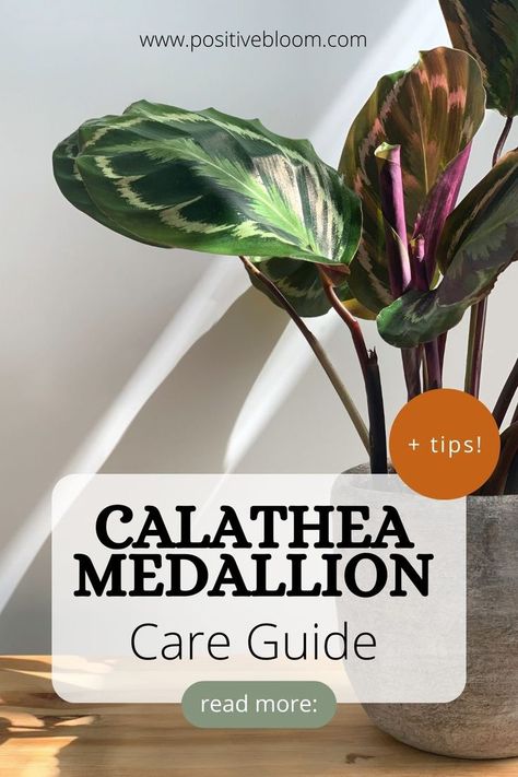 Here’s a complete Calathea medallion care guide. Learn the requirements you need to meet, how to propagate this plant, and how to deal with common issues. Common House Plants, Peperomia Plant, Alocasia Plant, Calathea Plant, Zz Plant, Prayer Plant, Pothos Plant, Jade Plants, Monstera Plant