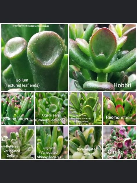 Suculent Plants, Succulent Names, Types Of Succulents Plants, Star Window, Indoor Plants Low Light, Succulent Bowls, Succulent Garden Indoor, Succulent Garden Design, Plant Care Houseplant