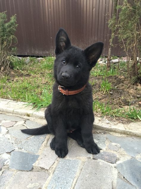 Black Gsd Puppy, Black German Shepherd Puppies, Black Shepherd, Black German Shepherd Dog, Gsd Puppy, Black German Shepherd, West Highland Terrier, Puppies Funny, Cute Dogs And Puppies