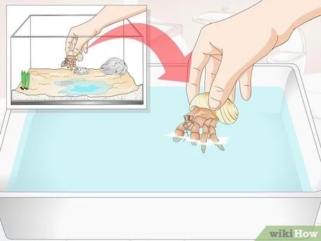 How to Give Your Hermit Crab a Bath: 9 Steps (with Pictures) Hermit Crab Homes, Hermit Crab Habitat, Hermit Crab Tank, Bath Steps, Baby Tortoise, Hermit Crabs, Young Animal, Hermit Crab, How To Give