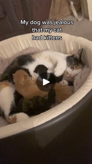 1.5M views · 26K reactions | They now have joint custody of the kittens! #storytime #fyp #huskypuppy #kittensoftiktok #jealousdog #ca | Milkymutton | Milkymutton · Original audio Adoption Form, Small Kittens, Cat Behavior, Stray Cat, Weighted Blanket, Happy Cat, Orange Cat, Cat Rescue, Cat Day