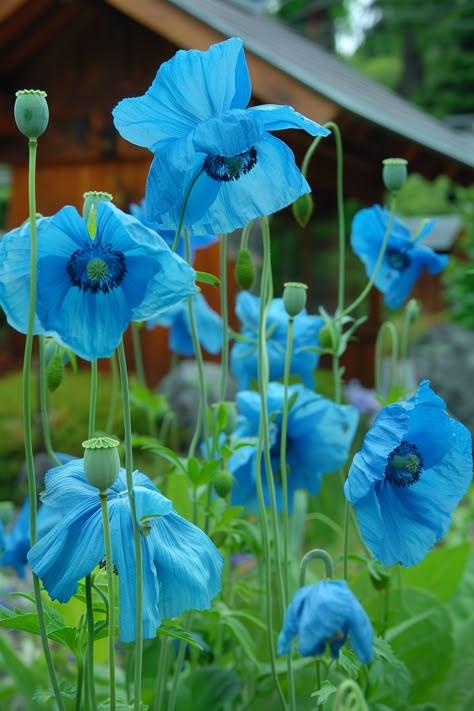 The Himalayan Blue Poppy boasts brilliant blue petals that create a captivating and serene garden atmosphere. This rare poppy is known for its vibrant hue and delicate appearance.  Light: Partial shade. Water: Keep soil consistently moist, but ensure good drainage. Soil: Moist, humus-rich, well-draining soil. Temperature: 50-60°F (10-15°C). Humidity: High. Fertilizer: Balanced fertilizer, monthly during the growth period.A prized plant for shaded gardens, it adds an exotic flair and cool vibe to garden spaces.  A prized plant for shaded gardens, it adds an exotic flair and cool vibe to garden spaces. Blue Himalayan Poppy, Himalayan Blue Poppy Flower, Blue Garden Aesthetic, Poppy Growing, Nails Acrylic Flowers, Blue Poppy Flower, Himalayan Poppy, Himalayan Blue Poppy, Flower Nails Acrylic