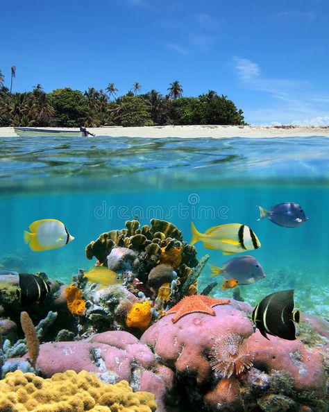 Underwater Reef Photography, Eco Game, Reef Photography, Split Image, Coral Reef Photography, Sea Surface, Coral Photography Underwater, Coral Reef From Above, Coral Reef Ecology