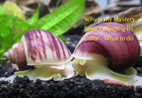 Is your mystery snail changing its color? Here are reasons why this happens and what to do to save the snail. Mystery Snails, Chinese Speaking, Zero Days, Green Algae, Windows System, Windows Server, Aquarium Fish, Rats, Fresh Water