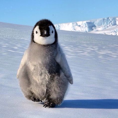 @penguindotcom shared a photo on Instagram: “🐧❤️❤️ Follow @penguindotcom for more⠀ By 📷 @jmpddu Tag your friends 💕👇 #penguindotcom” • Oct 3, 2020 at 5:16pm UTC Penguin Love, Emperor Penguin, Baby Penguins, Animal Sanctuary, Animal Facts, Fluffy Animals, Cute Penguins, Tag Your Friends, Happy Animals