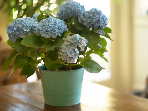 Hydrangea Potted, Big Leaf Hydrangea, Bigleaf Hydrangea, Hydrangea Varieties, Preserved Hydrangea, Hydrangea Care, Growing Hydrangeas, Flower Wallpapers, Hydrangea Macrophylla