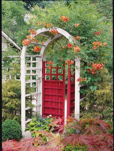 Chinese Trumpet Vine Front Flower Bed Ideas, Decorating Notes, Tall Trellis, Garden Supports, Wedding Trellis, Purple Cottage, Front Flower Bed, Building A Trellis, Green Wall Design