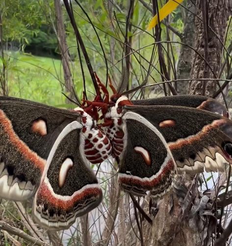 These Hyalophora cecropia are the largest moths found in North America: Hyalophora Cecropia, Cecropia Moth, Large Moth, Colorful Moths, Red Cat, Moth, I Tattoo, Insects, Cute Animals