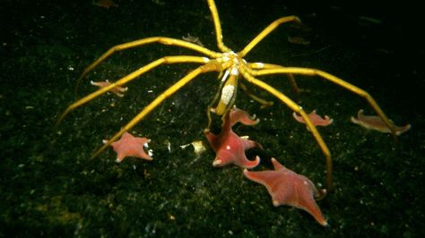 The giant sea spiders are representative of a phenomenon found in the Arctic and Antarctic, known as polar gigantism. Giant Sea Spider, Sea Pig, Sea Spider, Crop Pictures, Sea Cucumber, God Is Amazing, Southern Ocean, Big Animals, Arachnids