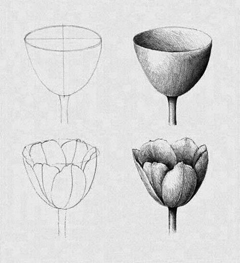 Drawing Tulips, Flower Sketching, Tulip Photography, Shape Drawing, Pencil Drawings For Beginners, Bee Painting, Nature Art Drawings, Flower Drawing Tutorials, Botanical Drawing