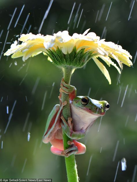 Frogs Climb Flowers to Hide From the Rain, and 6 Other Animals That Solve Their Own Problems / Bright Side Rain Pictures, A Frog, Rain Photography, Dancing In The Rain, Animal Wallpaper, Nature Animals, In The Rain, Animal Memes, Wildlife Photography