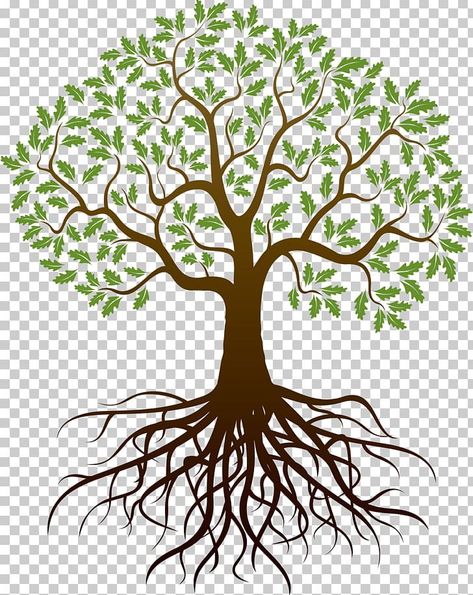 Tree With Roots Drawing, Family Tree Background, Family Reunion Tree, Family Tree Logo, Roots Illustration, Roots Drawing, Family Tree Clipart, Photography Png, Tree Drawing Simple