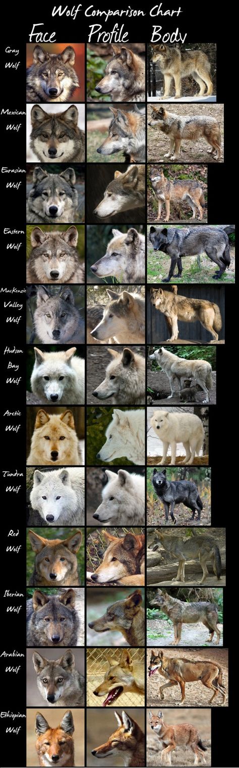 Wolf Comparison Chart by HDevers A very handy chart comparing most wolf (sub)species. Wolf Types, 강아지 그림, Wolf Love, Wolf Pictures, Wolf Spirit, Beautiful Wolves, Animal Facts, Wild Dogs, Wolf Dog