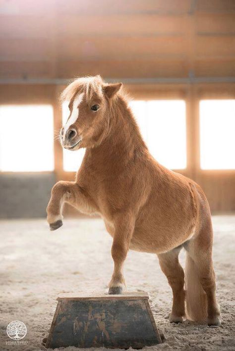 Miniature Horse or pony - you decide who's more talented. Miniature Ponies, Tiny Horses, Cute Horse Pictures, Mini Pony, Cute Ponies, Shetland Pony, Horse Tips, Pony Horse, Mini Horse